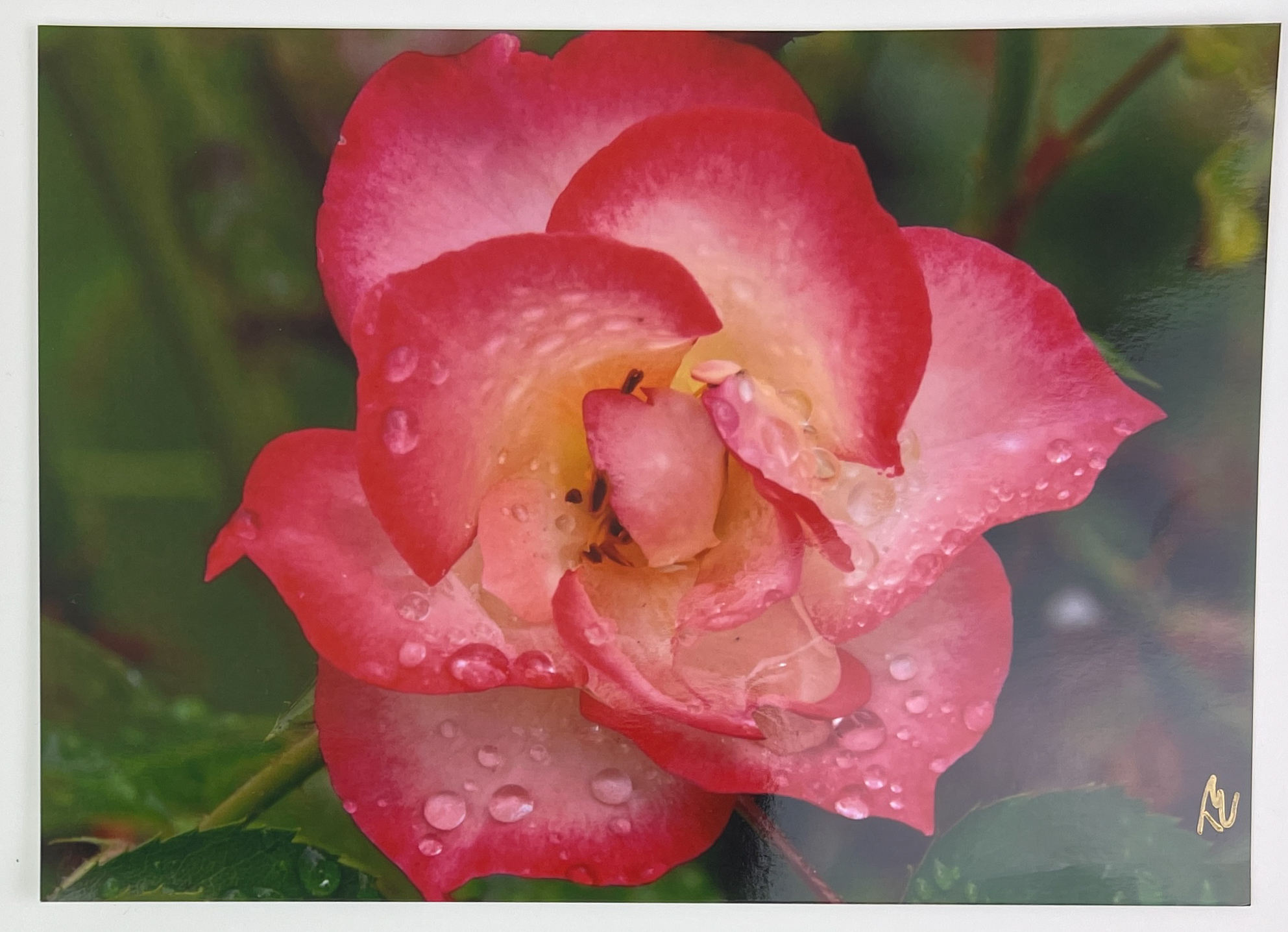 (image for) "Beauty After the Rain 1" by Tammy Elliott